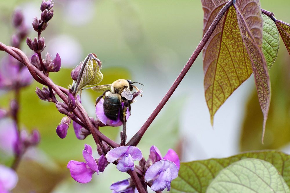 Huntsville,Alabama. Gardens.--15.jpg