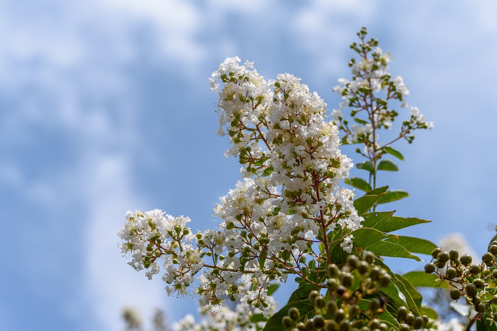 Huntsville,Alabama. Gardens.--19 (1000x667).jpg