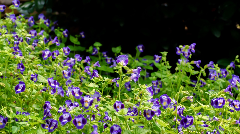 Huntsville,Alabama. Gardens.--28 (1000x562).jpg