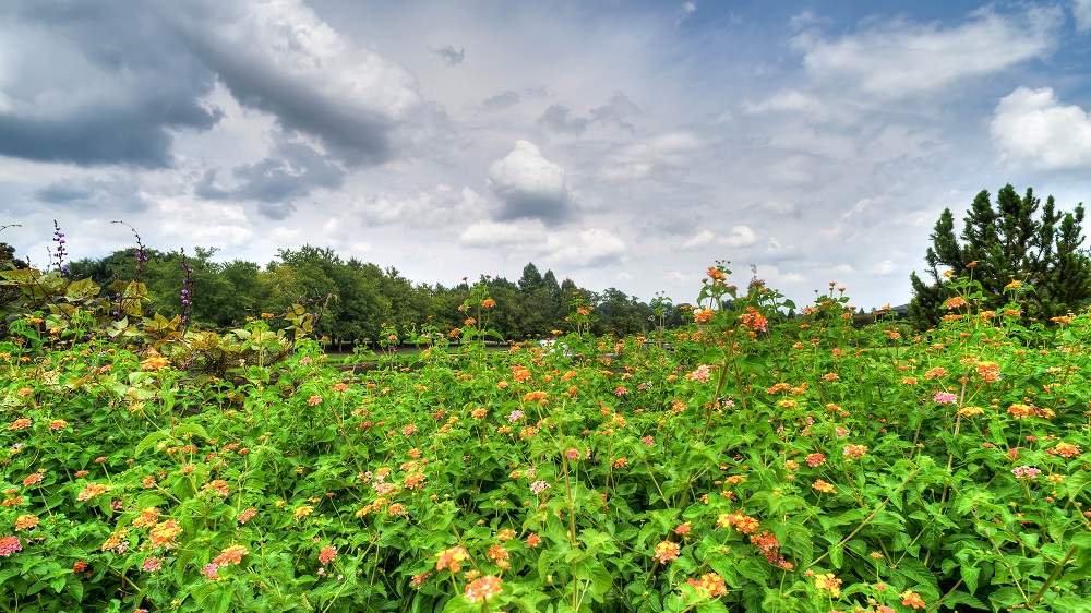 Huntsville,Alabama. Gardens.--4.jpg