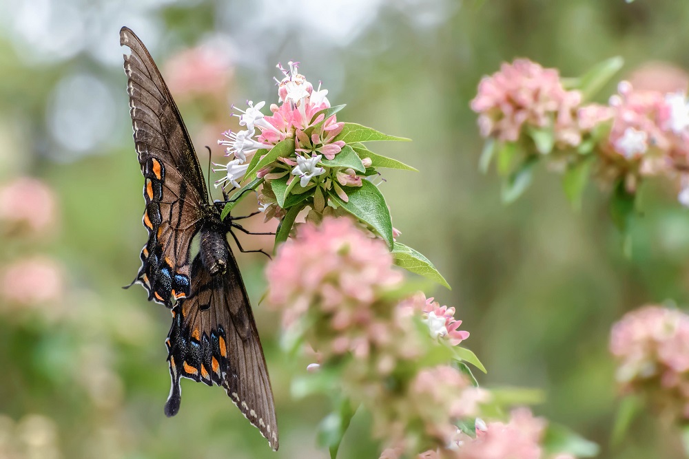 Huntsville,Alabama. Gardens.--9.jpg