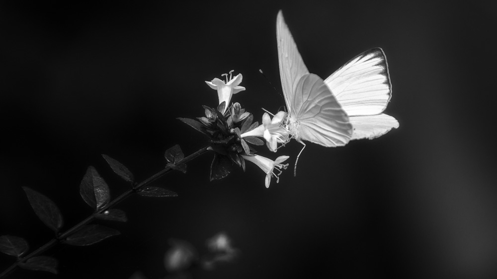 Huntsville Gardens-July--12.jpg