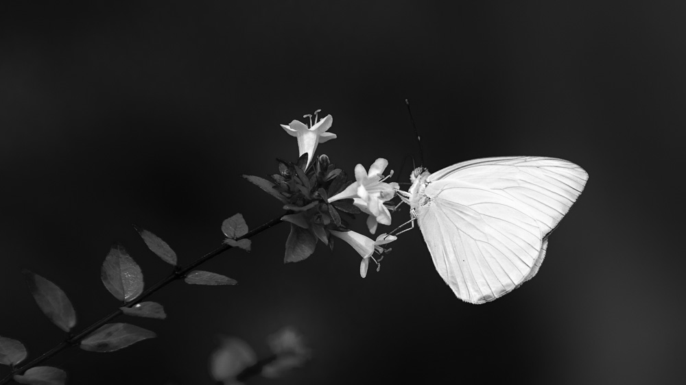 Huntsville Gardens-July--13.jpg
