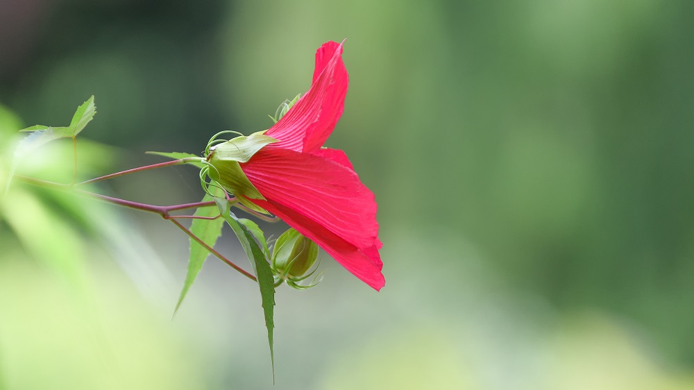 Huntsville Gardens-July--15.jpg