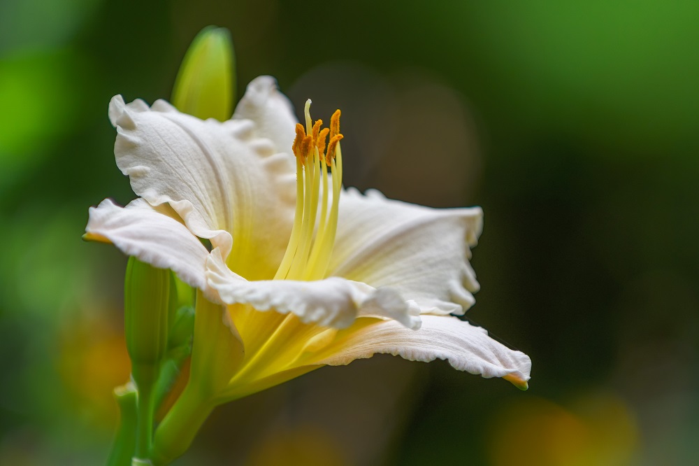 Huntsville Gardens-July--16.jpg
