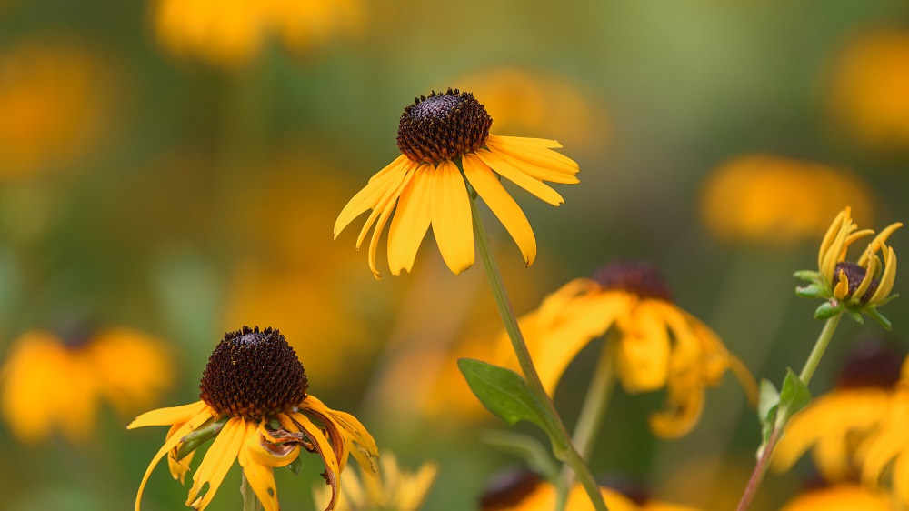 Huntsville Gardens-July--4.jpg