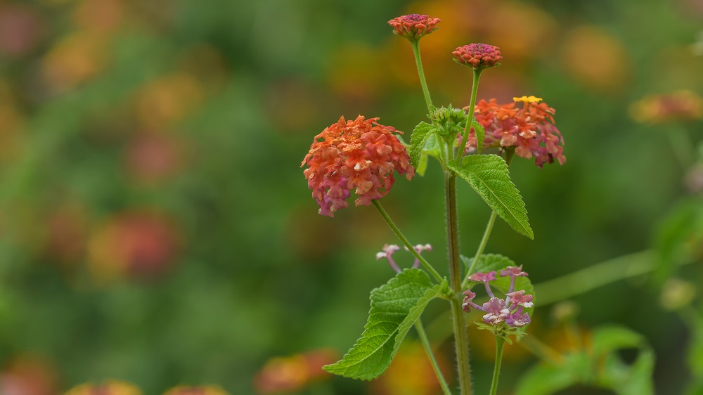 Huntsville Gardens-July--5.jpg