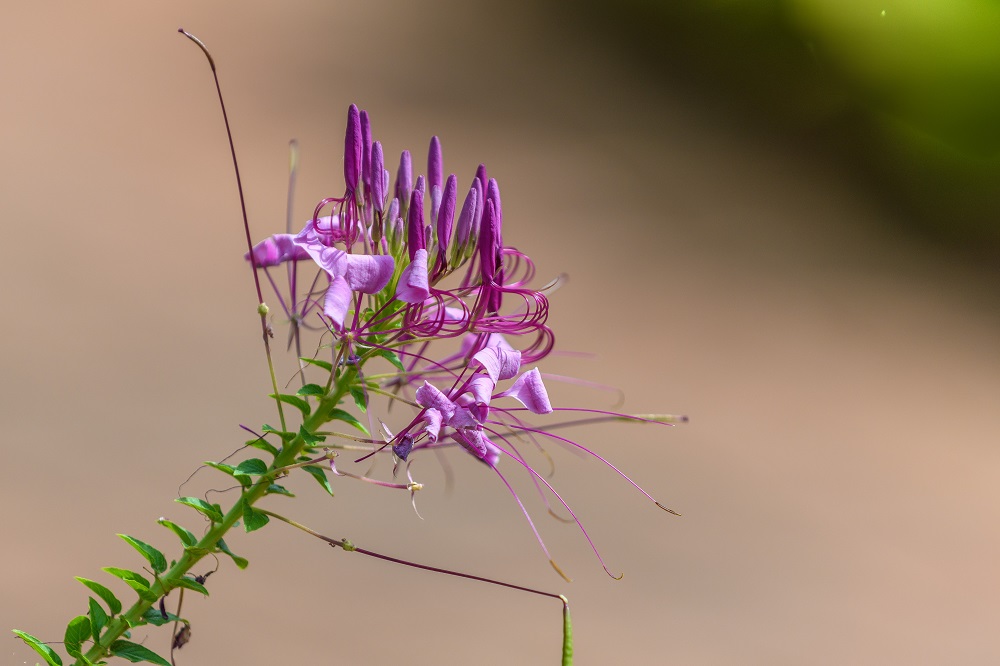 Huntsville Gardens-July-6074.jpg