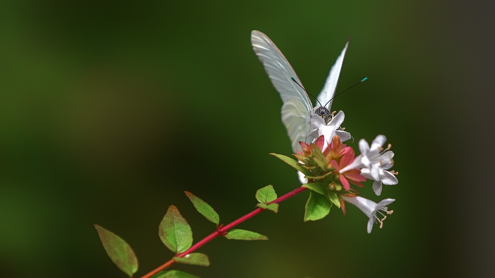 Huntsville Gardens-July--7.jpg