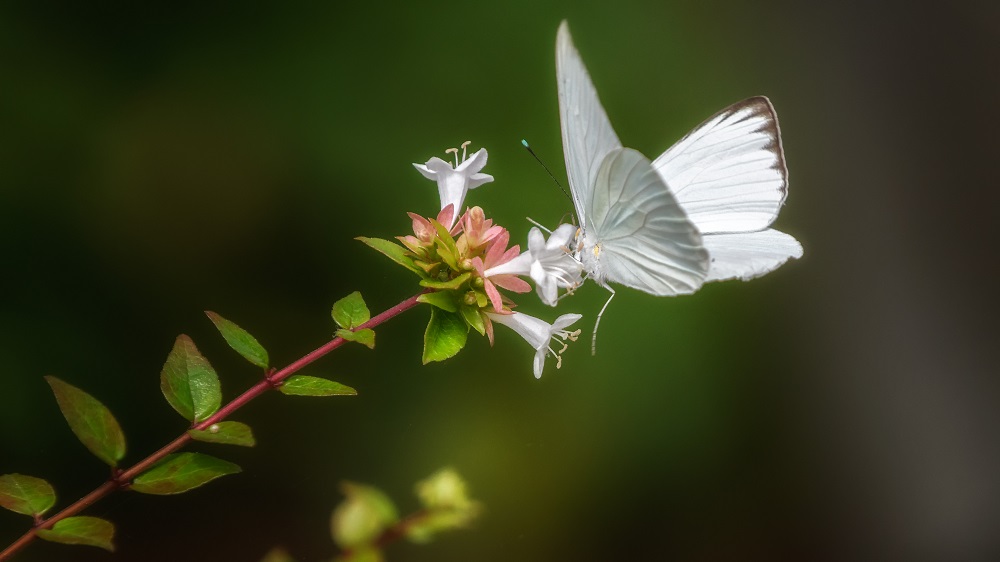 Huntsville Gardens-July--8.jpg