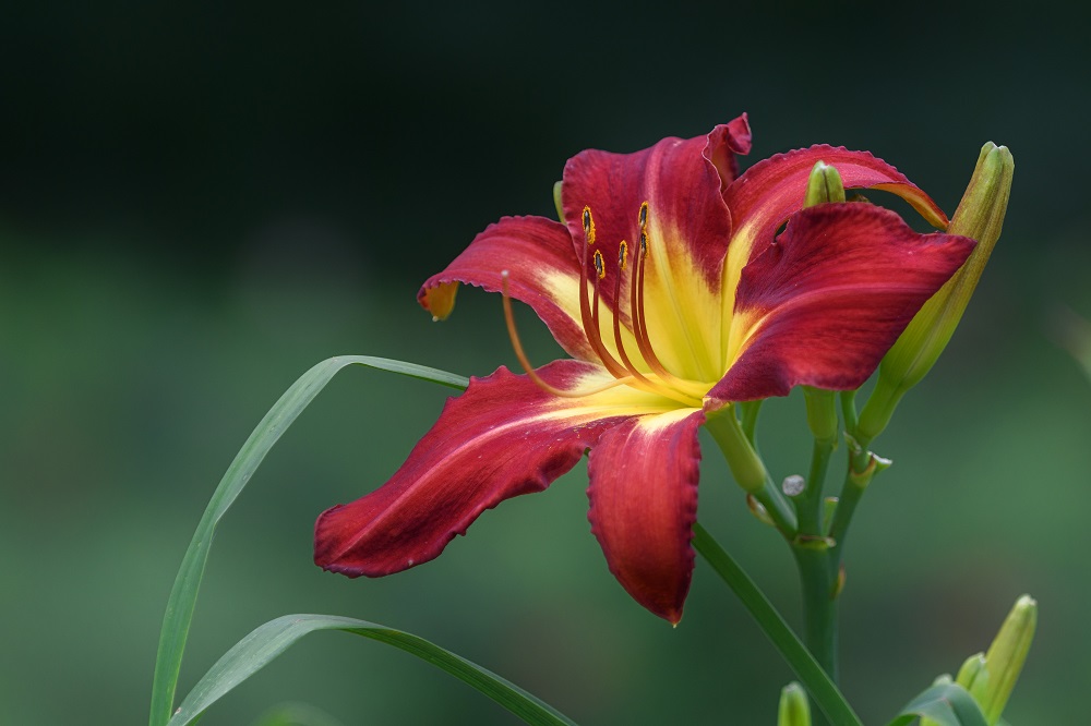 Huntsville Gardens-July--9.jpg
