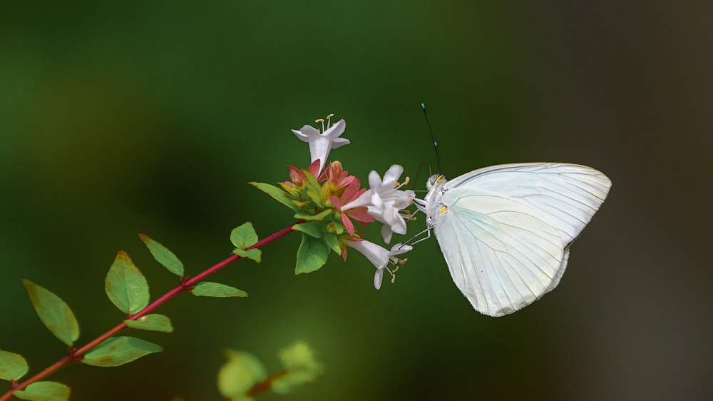 Huntsville Gardens-July-.jpg