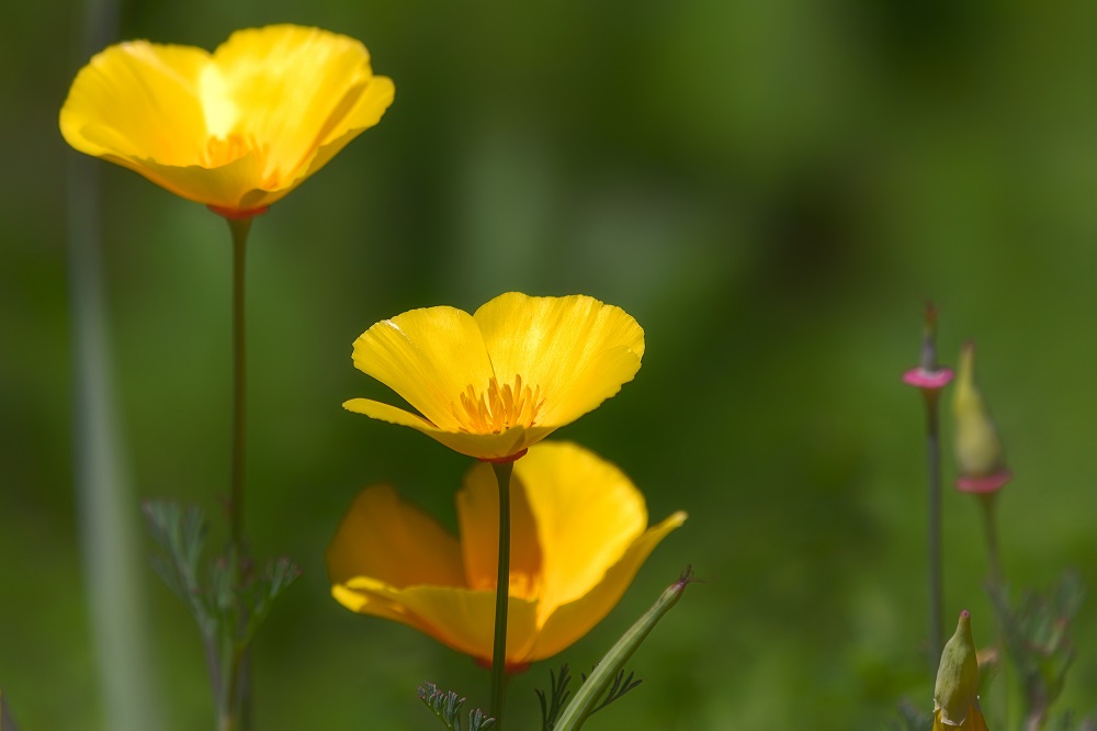 Huntsville gardens-May-2017--18.jpg