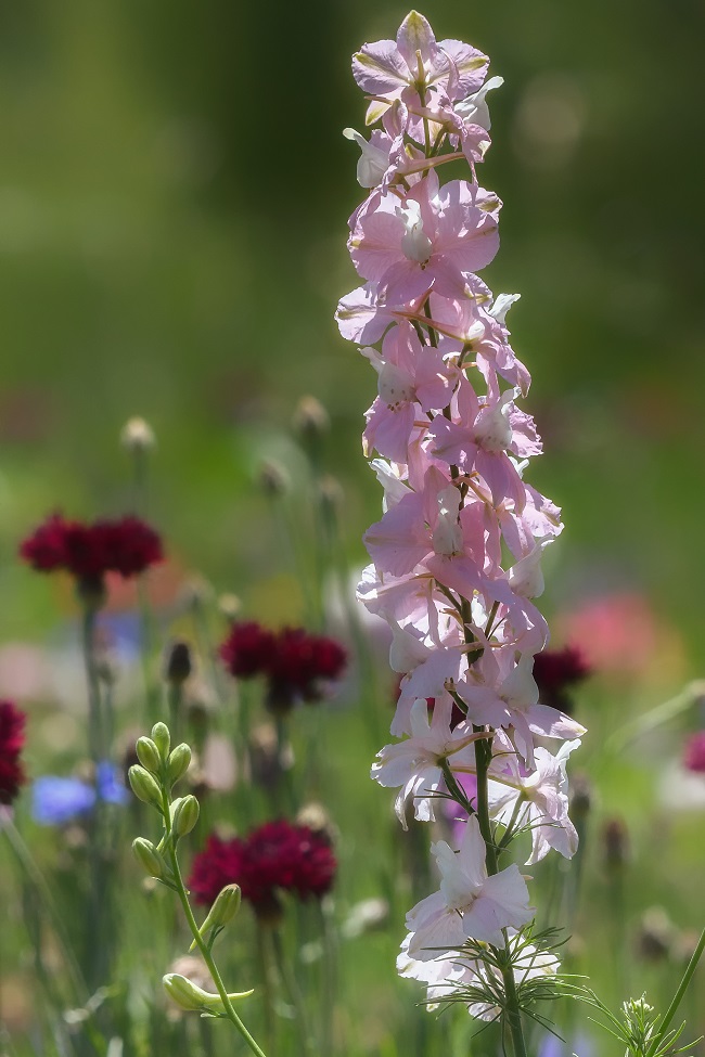 Huntsville gardens-May-2017--21.jpg
