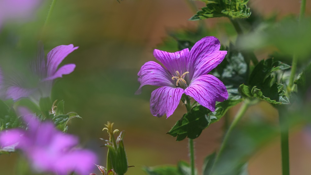 Huntsville gardens-May-2017--5.jpg