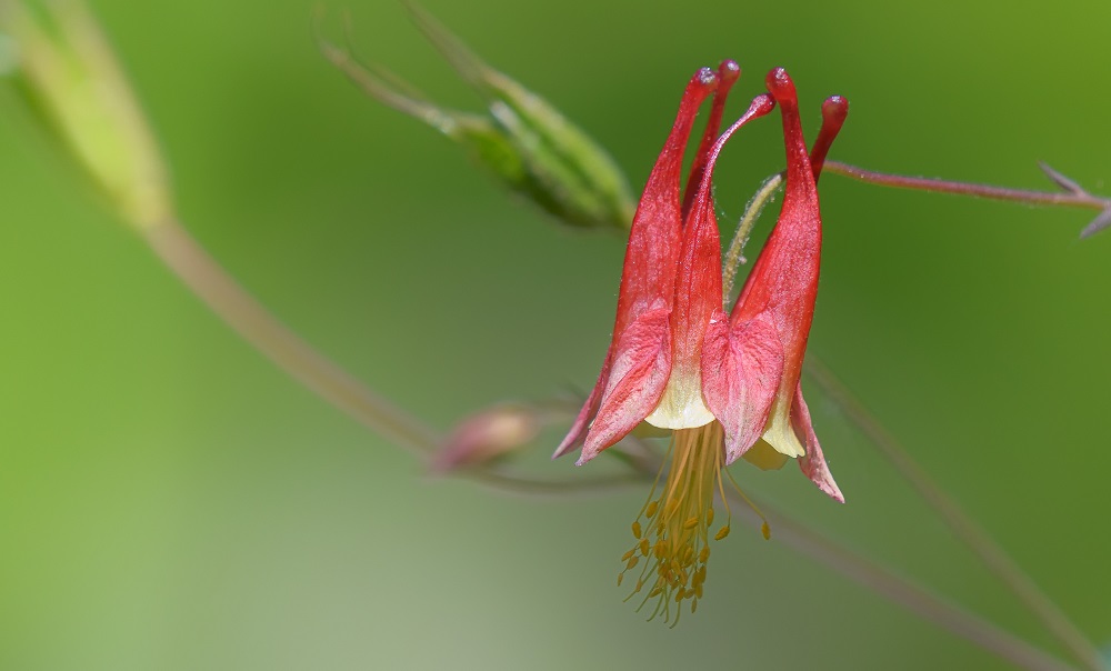 Huntsville gardens-May-2017--6.jpg