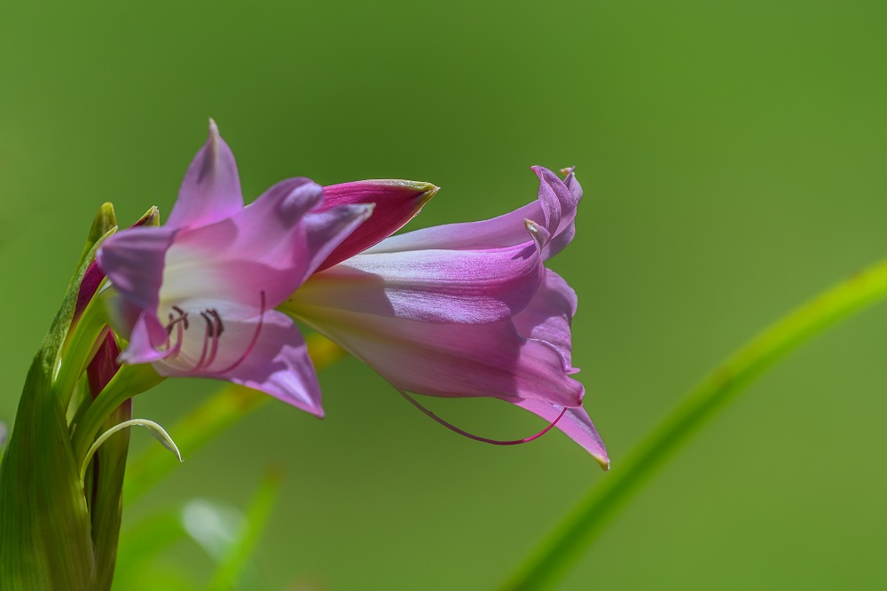 Huntsville gardens-May-2017--7.jpg