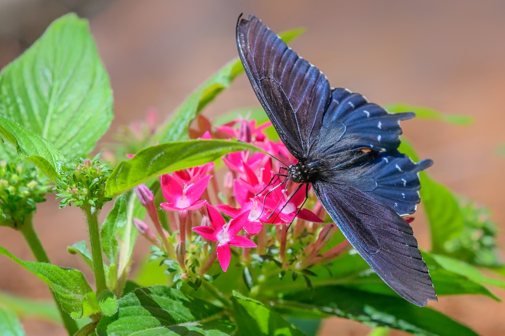 Huntsville gardens-May-2017-.jpg
