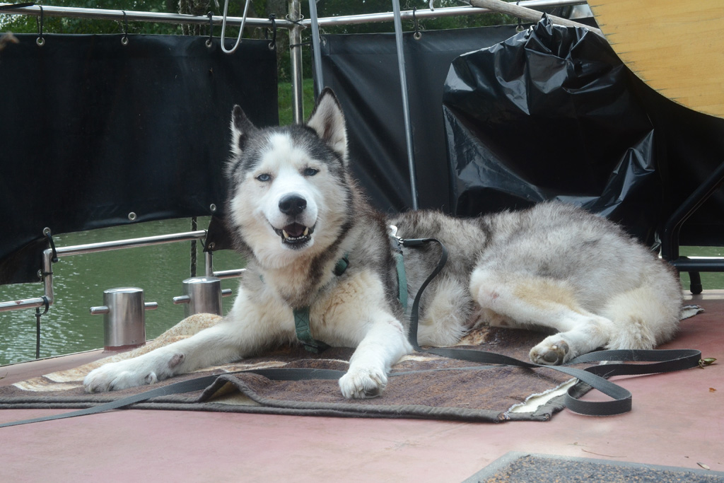 Husky.jpg