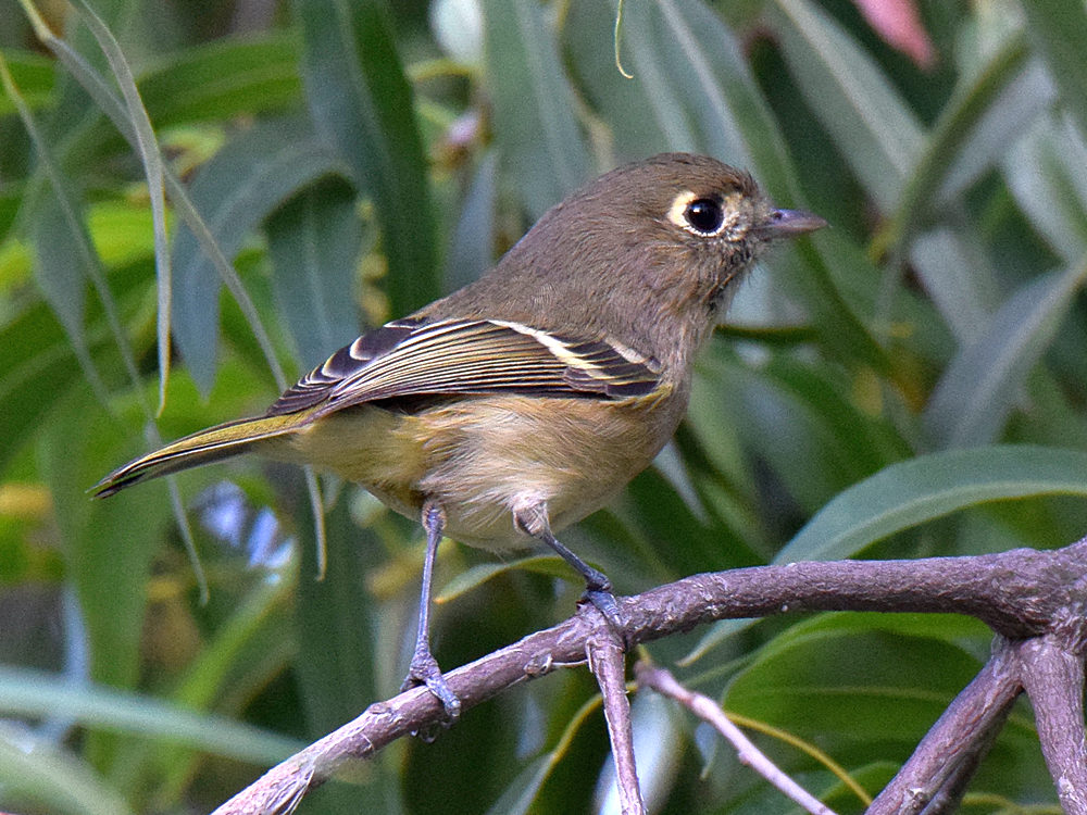 HuttonsVireo.jpg