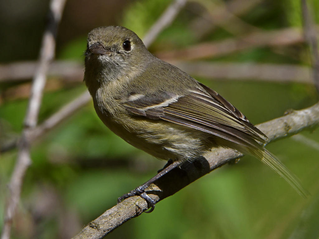 HuttonsVireo.jpg
