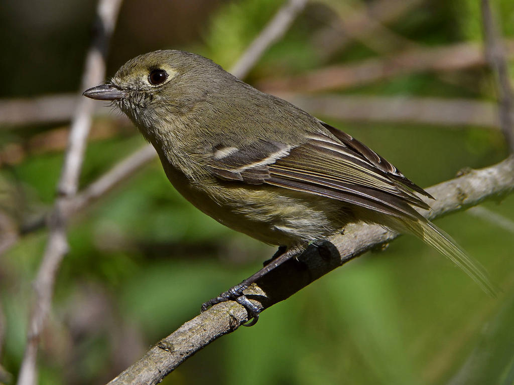 HuttonsVireo2.jpg
