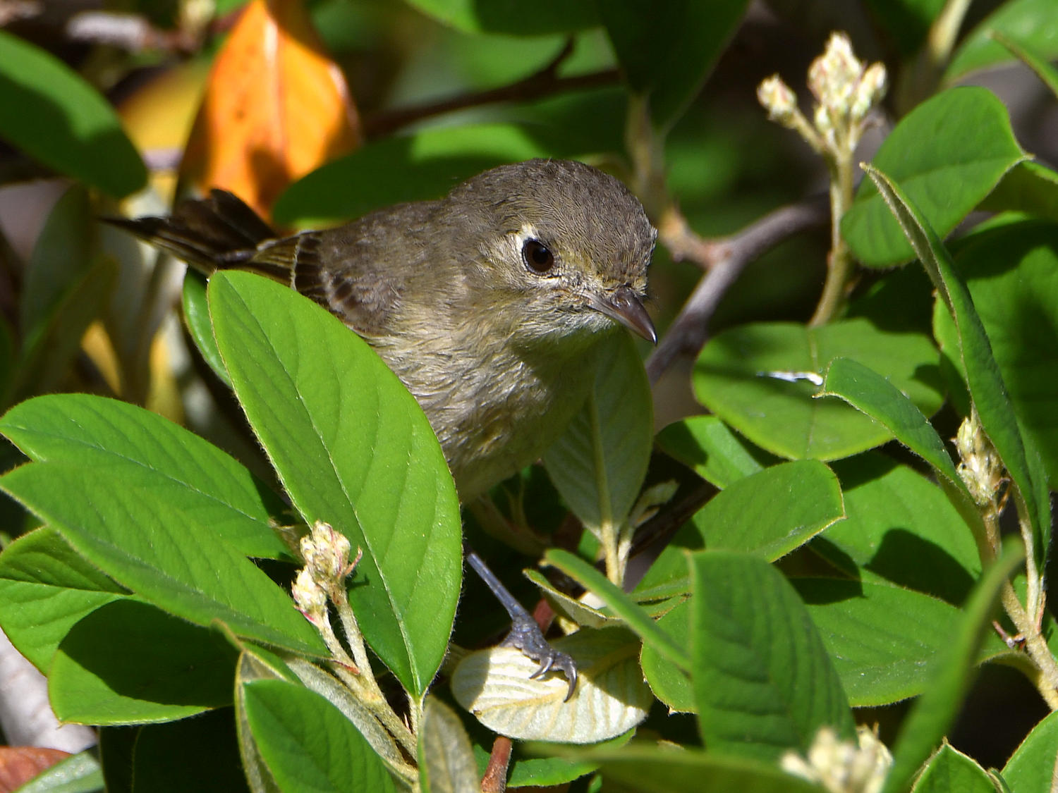 HuttonsVireo2.jpg
