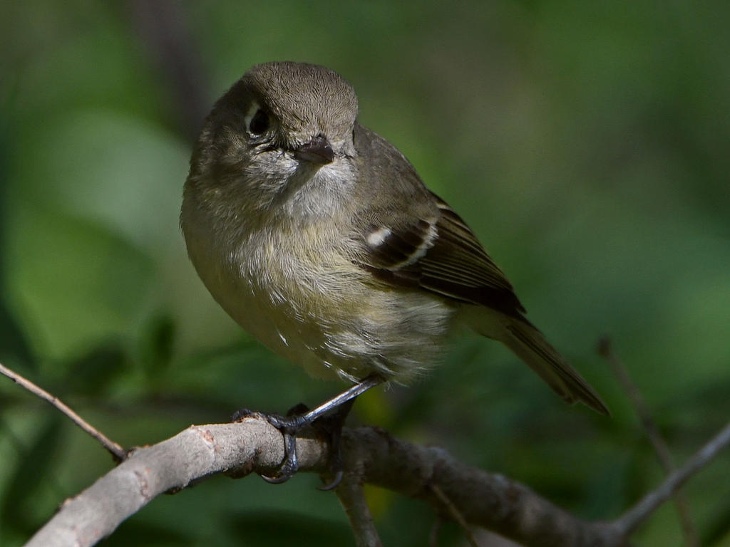 HuttonsVireo3.jpg