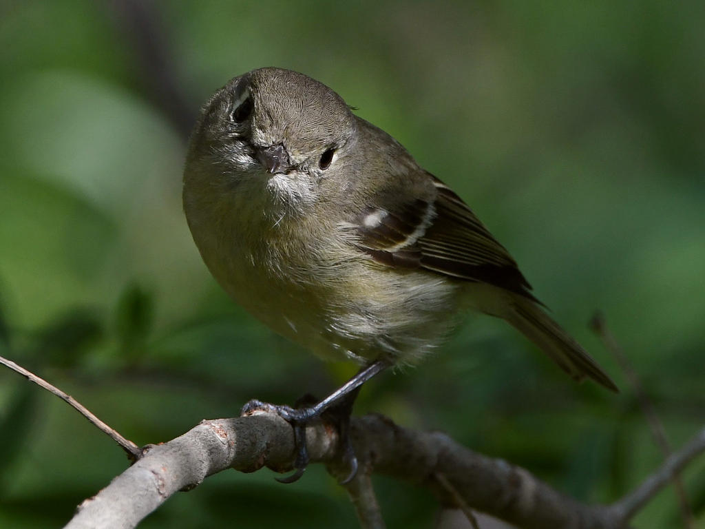 HuttonsVireo4.jpg