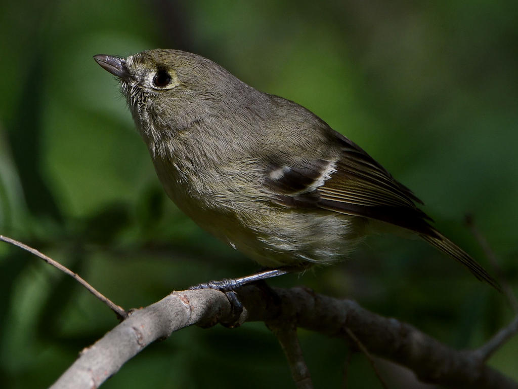 HuttonsVireo5.jpg