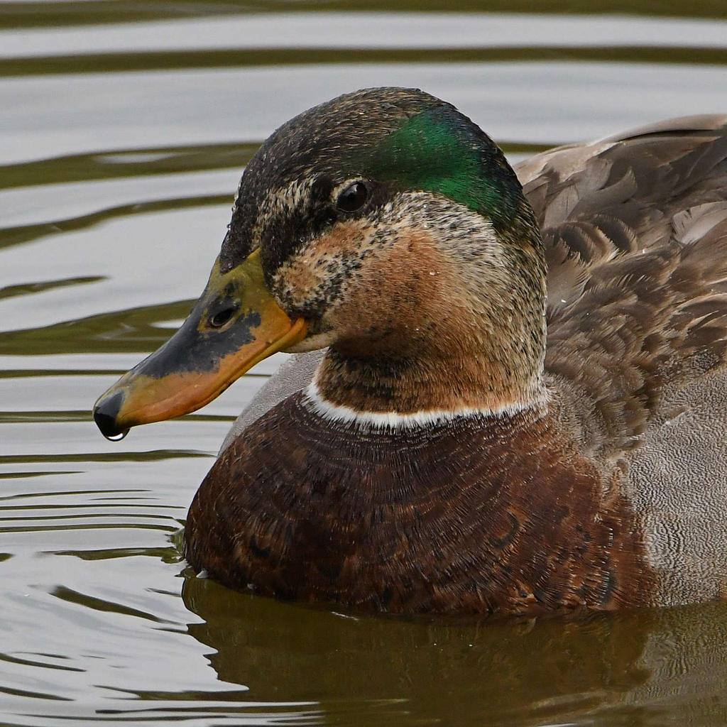 HybridDuck7.jpg