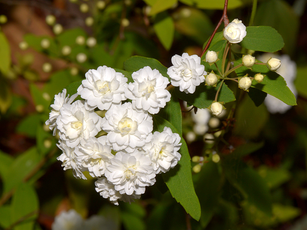 Hydrangea.jpg