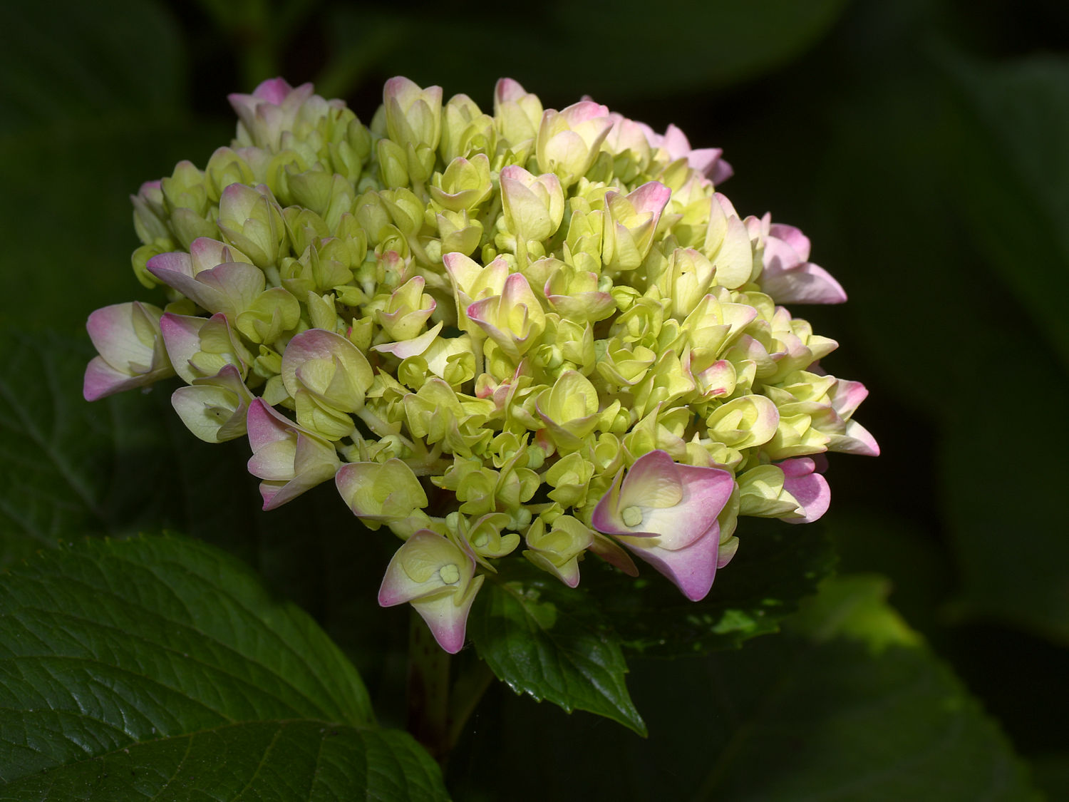 Hydrangia_2023_07_05.jpg