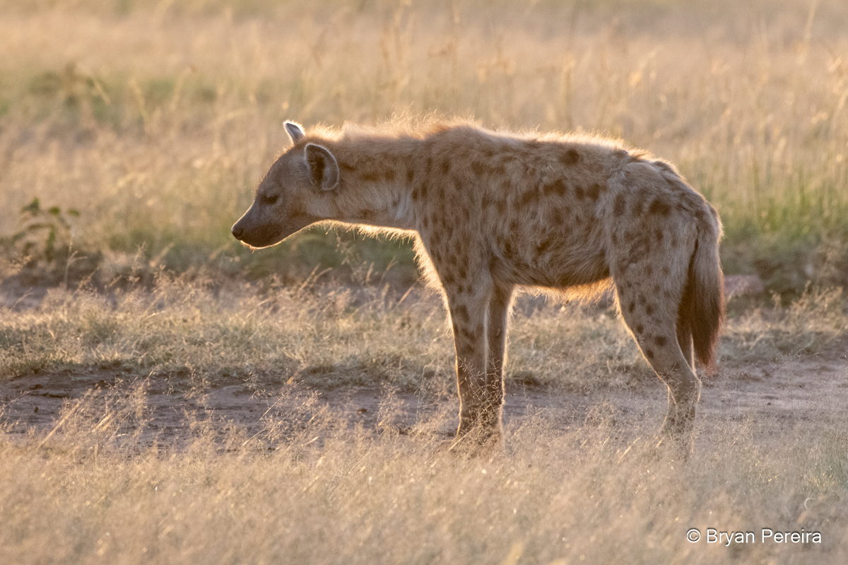 hyena_day2am_0485_bp.JPG