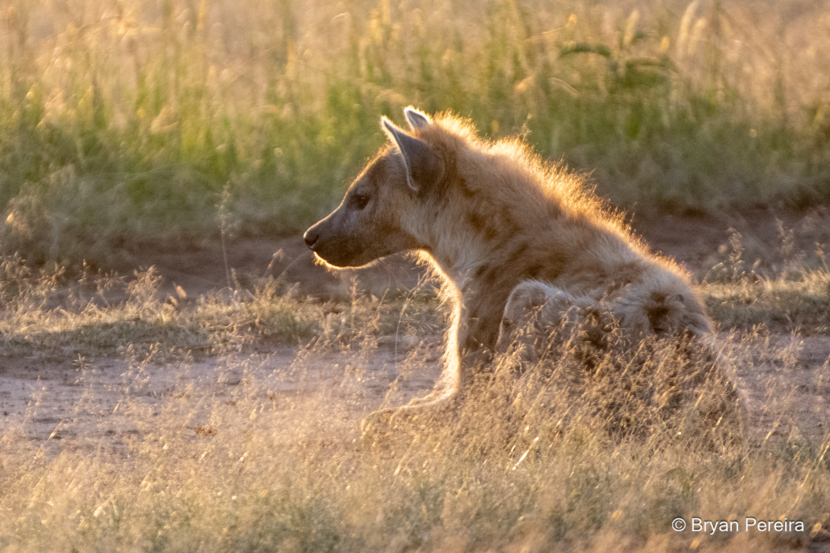 hyena_day2am_0492_bp.JPG