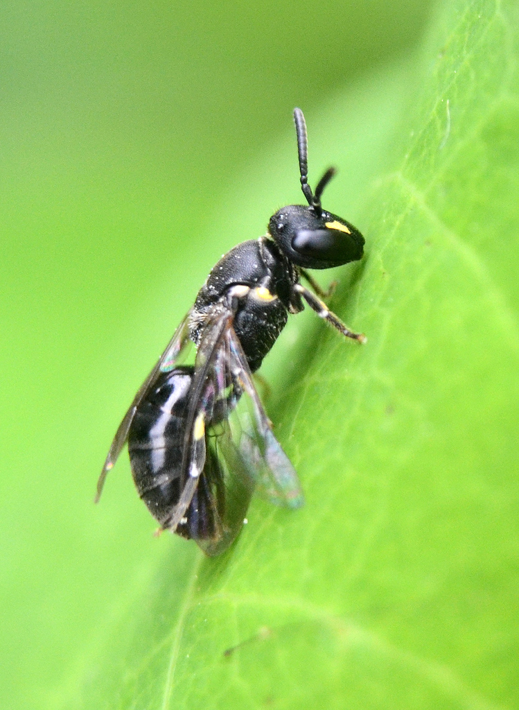 Hylaeus annulatus - female Plasterer Bee 1.jpg