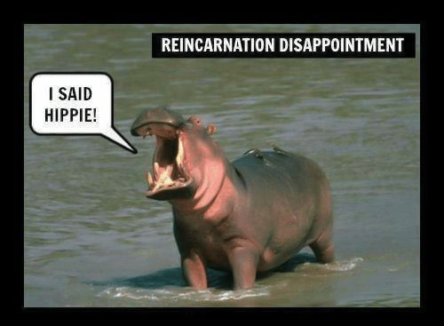 i-said-hippie-reincarnation-disappointment-bahahahah-kittykat-7742747.jpg