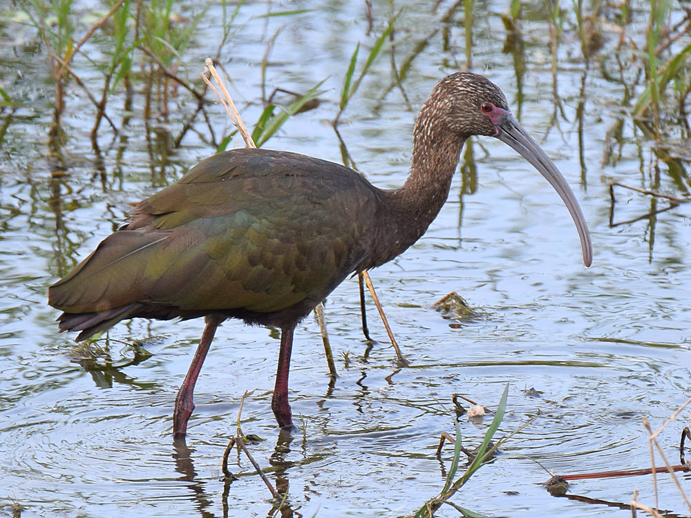 Ibis.jpg