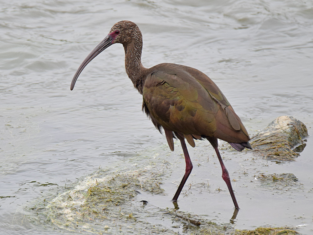 Ibis.jpg