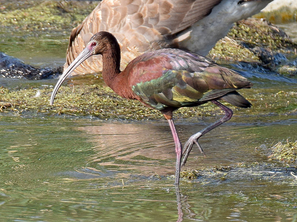 Ibis.jpg