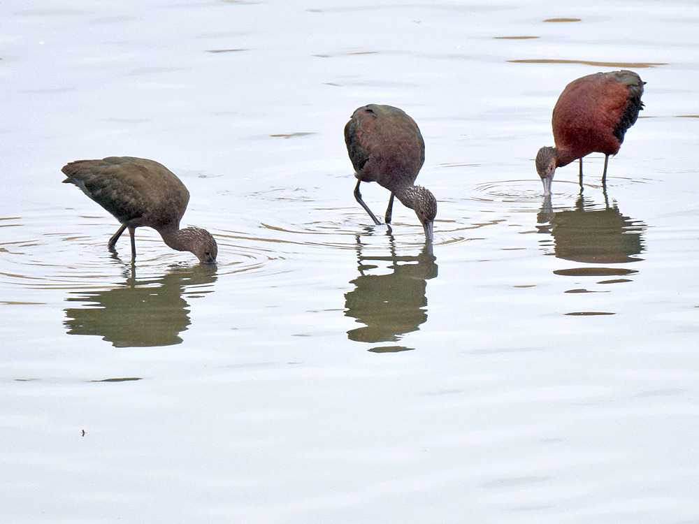 Ibis.jpg