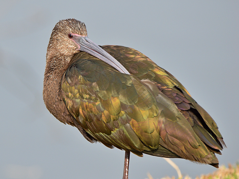 Ibis.jpg