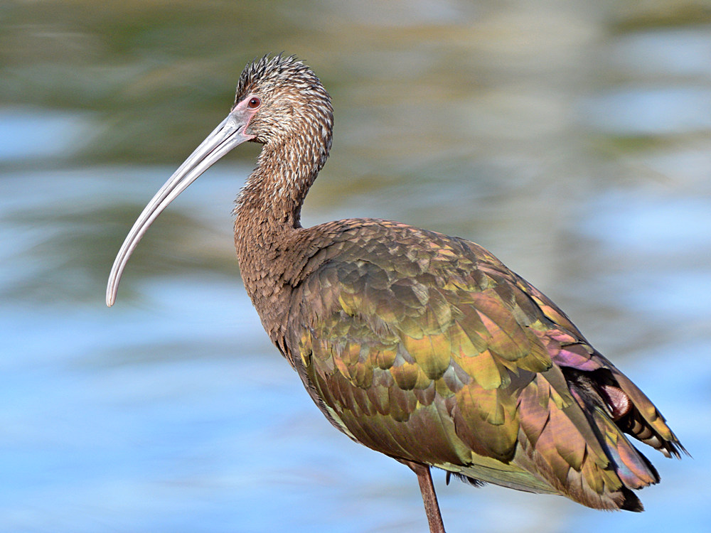 Ibis.jpg