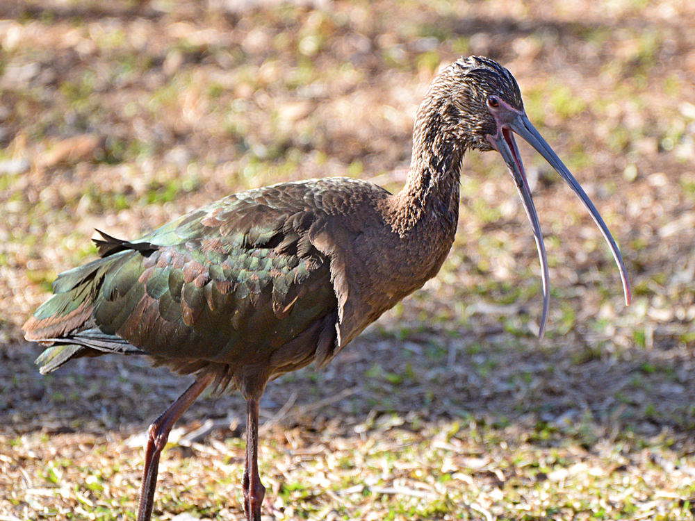 Ibis.jpg