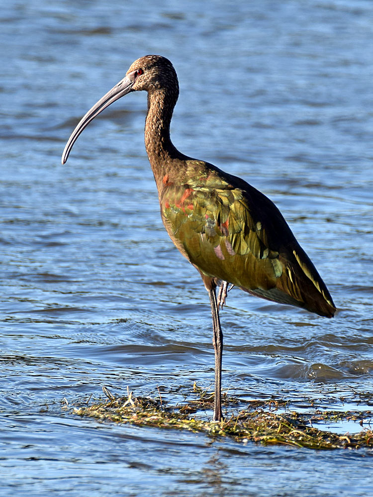 Ibis.jpg