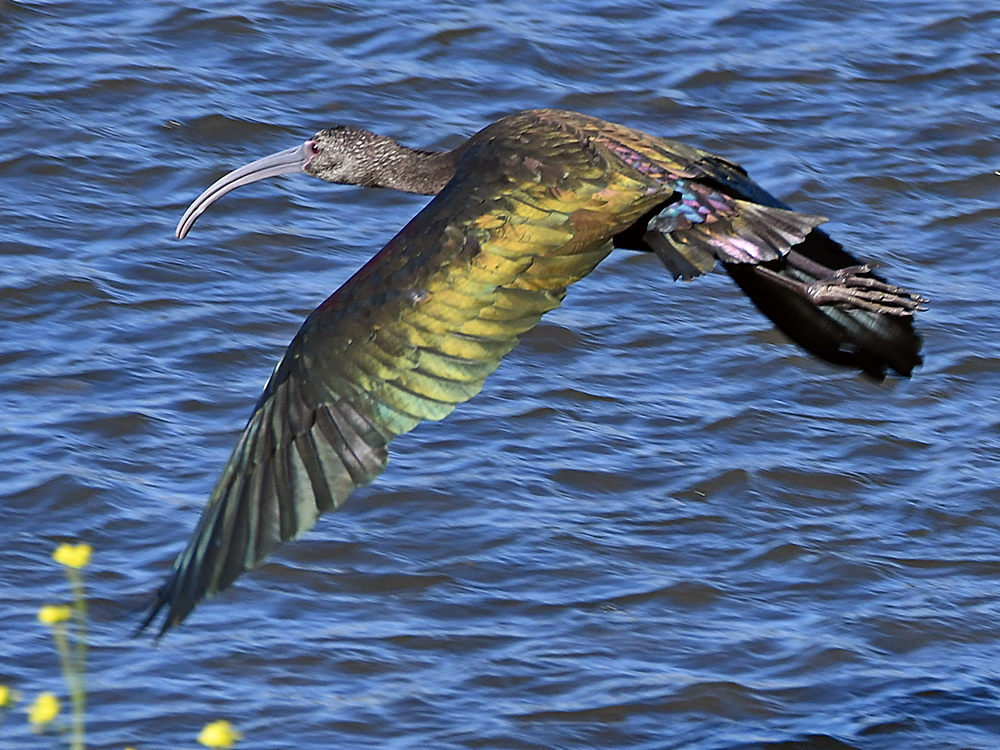 Ibis.jpg
