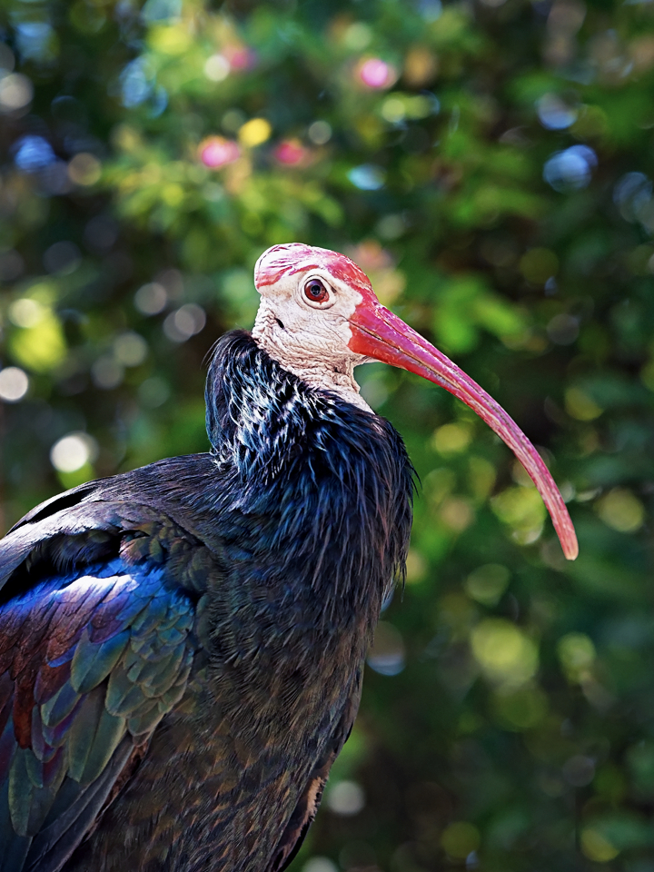 Ibis.jpg