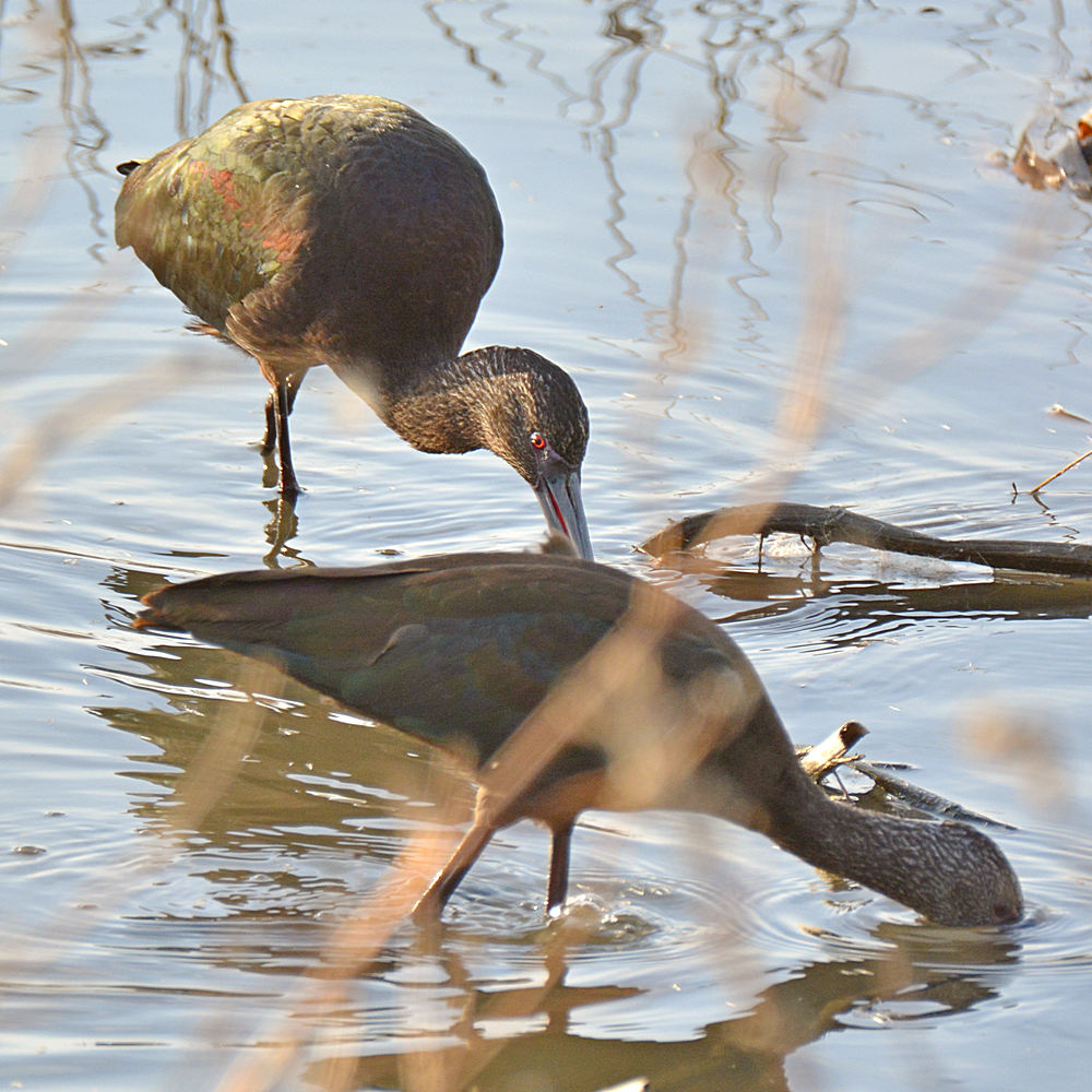 Ibis11.jpg