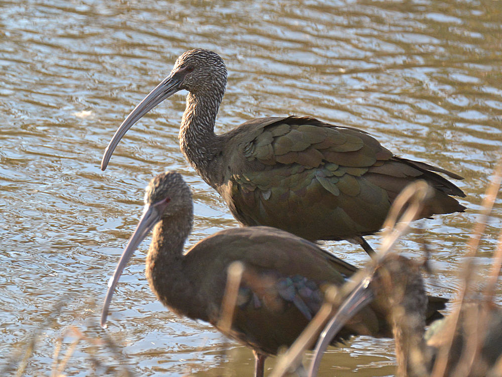 Ibis2.jpg