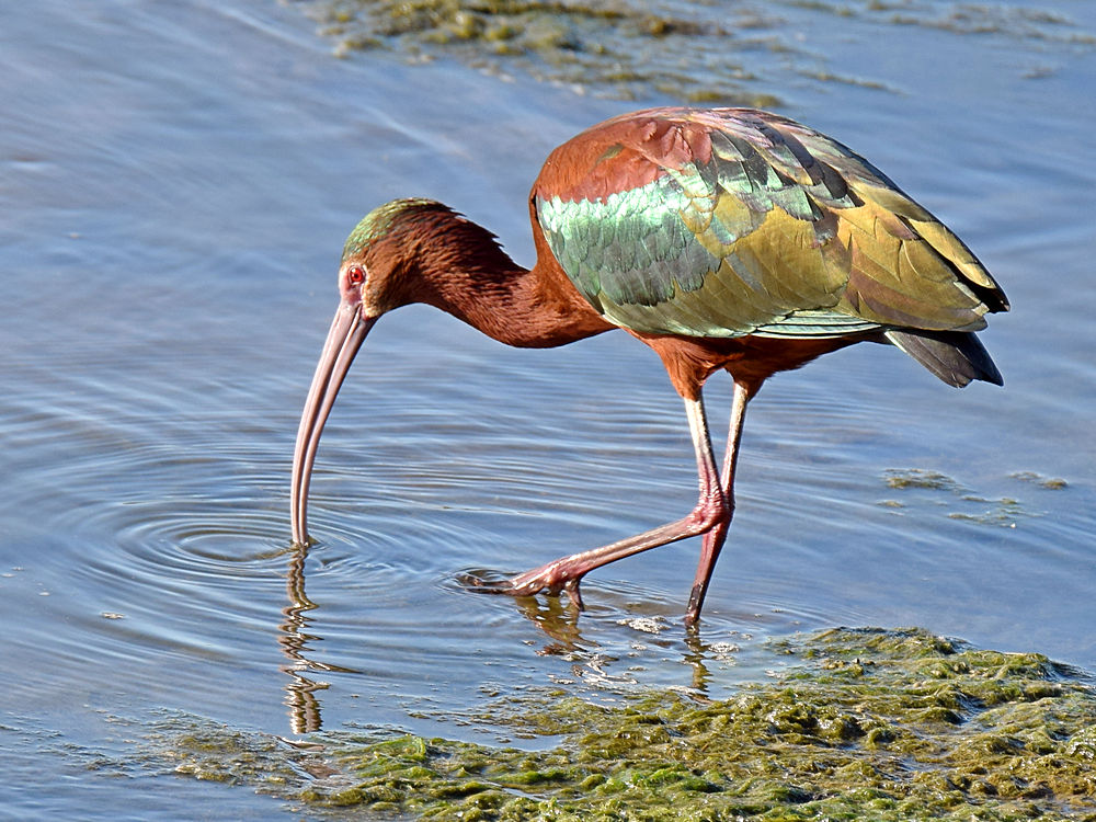 Ibis2.jpg